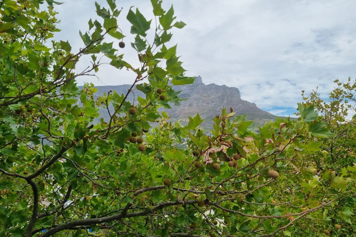 Unfurnished Two Bedroom Penthouse To Rent in Tamboerskloof! - Photo 4
