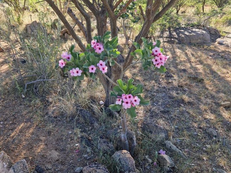 A natural garden setting featuring indigenous trees and rock landscaping with flowering desert plants.