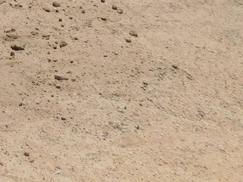 A close-up view of sandy, undeveloped ground surface.