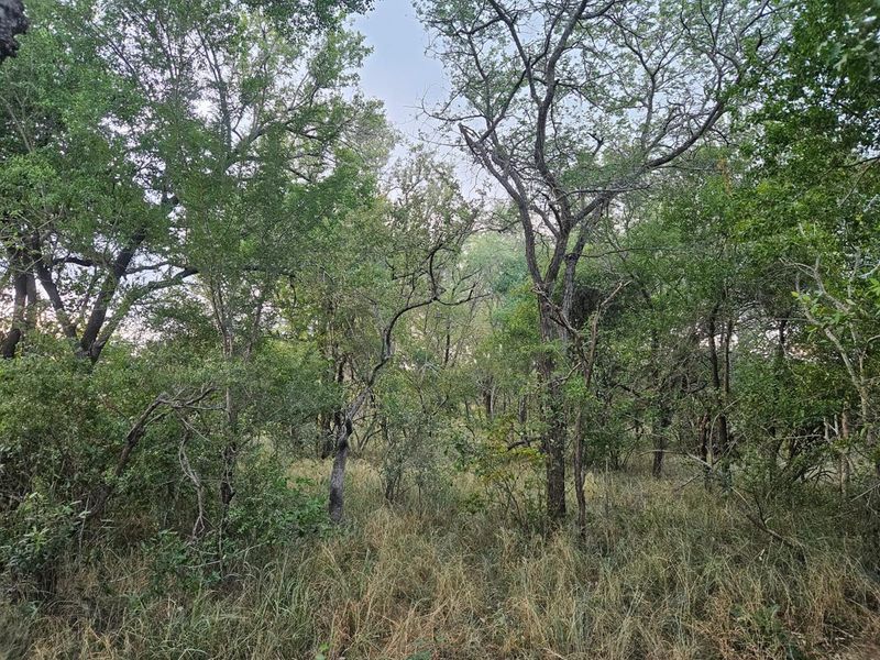 Vacant Land in MODITLO NATURE RESERVE - Photo 6