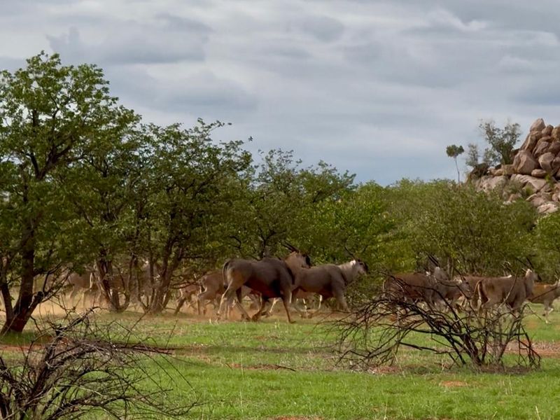 Live the Dream: 1500ha of Untamed Damaraland Bliss! - Photo 9