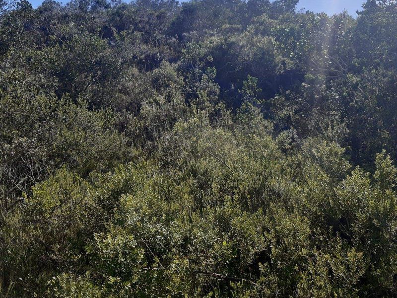 North - facing stand - Gamtoos Mouth Resort - Photo 4