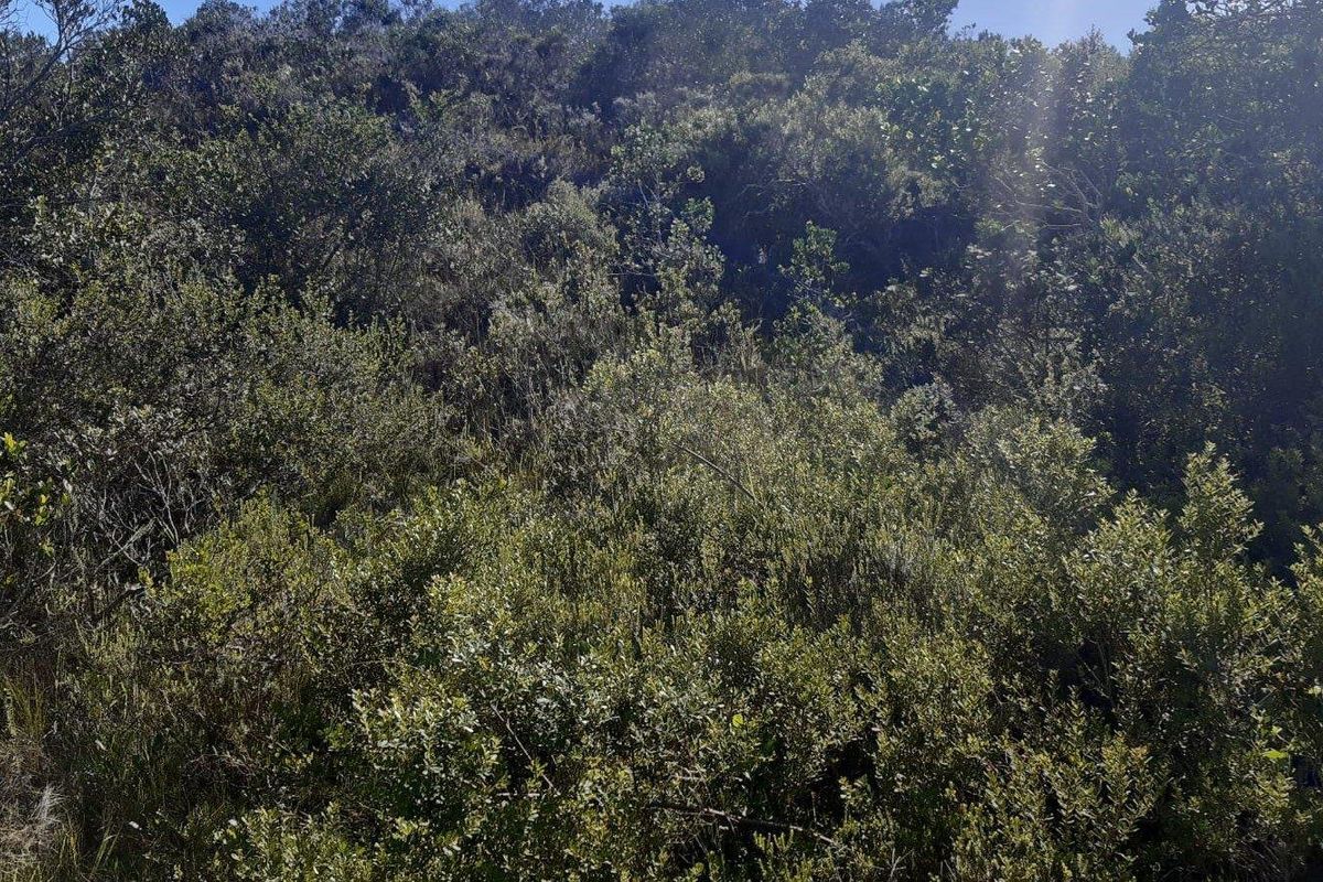 North - facing stand - Gamtoos Mouth Resort - Photo 4