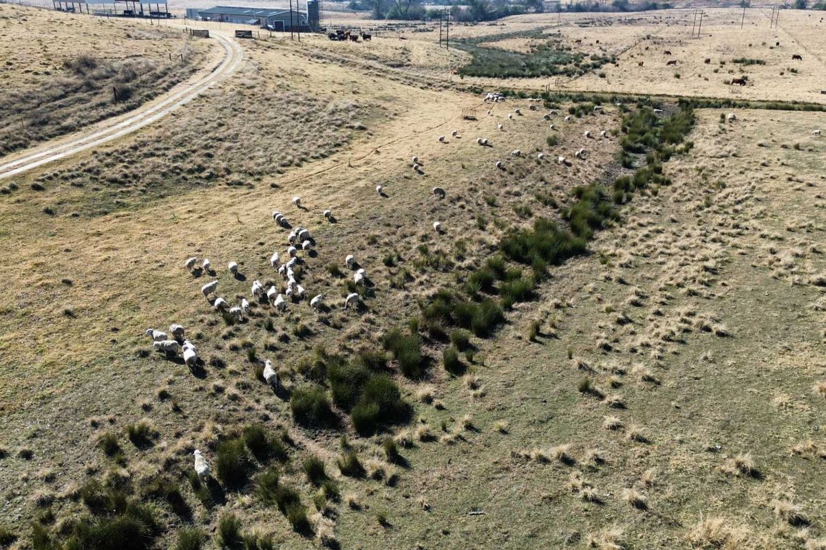 Aerial view of a large farm property featuring expansive grazing pastures, a dirt access road, and distant agricultural outbuildings.