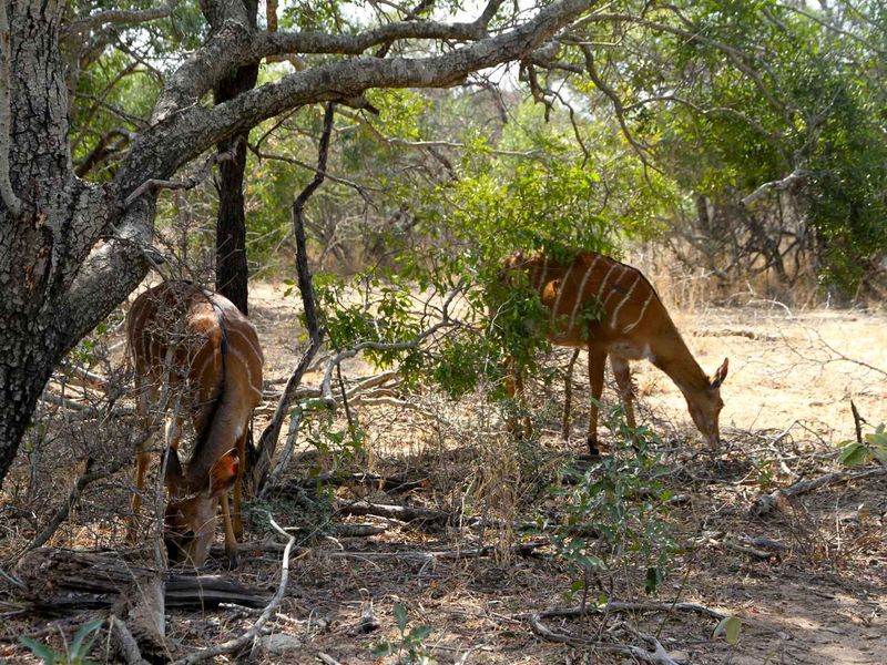 Vacant Land in MODITLO NATURE RESERVE - Photo 6