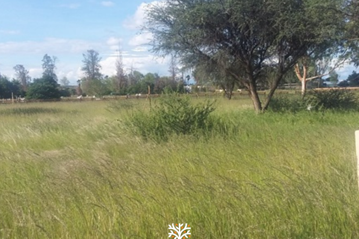 PRIME INVESTMENT OPPORTUNITY IN GOBABIS - Photo 4