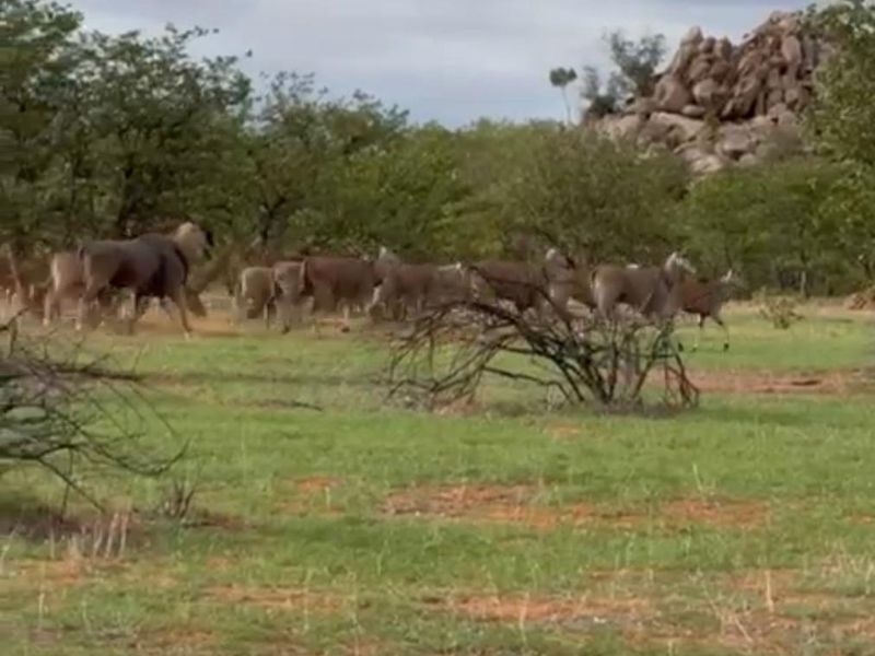 A scenic view of the farm landscape featuring natural vegetation, rocky outcrops, and local wildlife roaming the open grazing land.