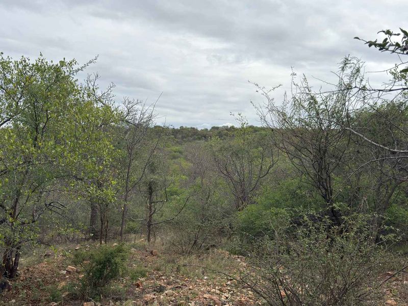 A scenic view of the natural landscape featuring dense indigenous vegetation and rocky terrain on the vacant residential property.