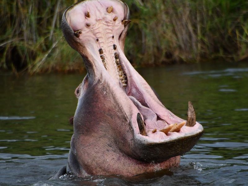 FOR SALE | TAMBUTI LODGE, RUNDU - Photo 10