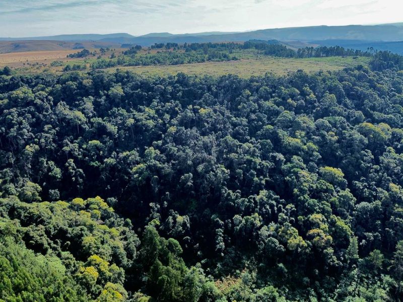 25-Hectare Vacant Land with Forest and Panoramic Views in the Midlands, Howick Rural - Photo 6