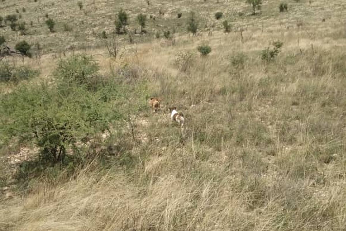 21 HA PLOT FOR SALE, KHOMAS HOCHLAND, NAMIBIA - Photo 3