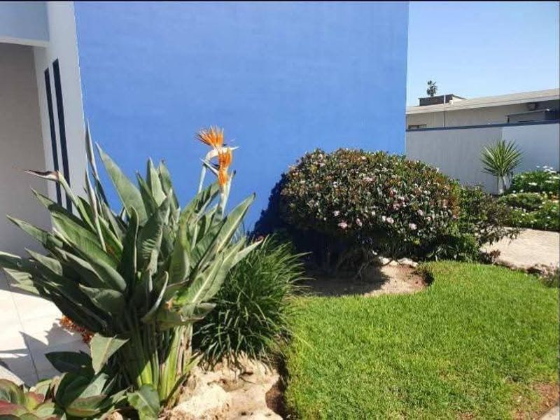 A well-maintained garden area featuring a manicured lawn, established shrubs, and a vibrant blue feature wall.