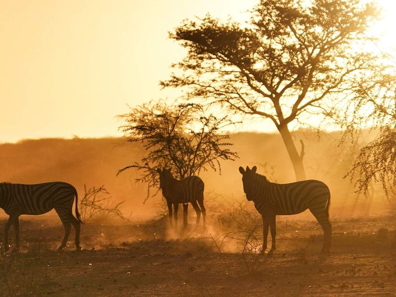 A scenic view of the agricultural land featuring natural vegetation and wildlife at sunset.