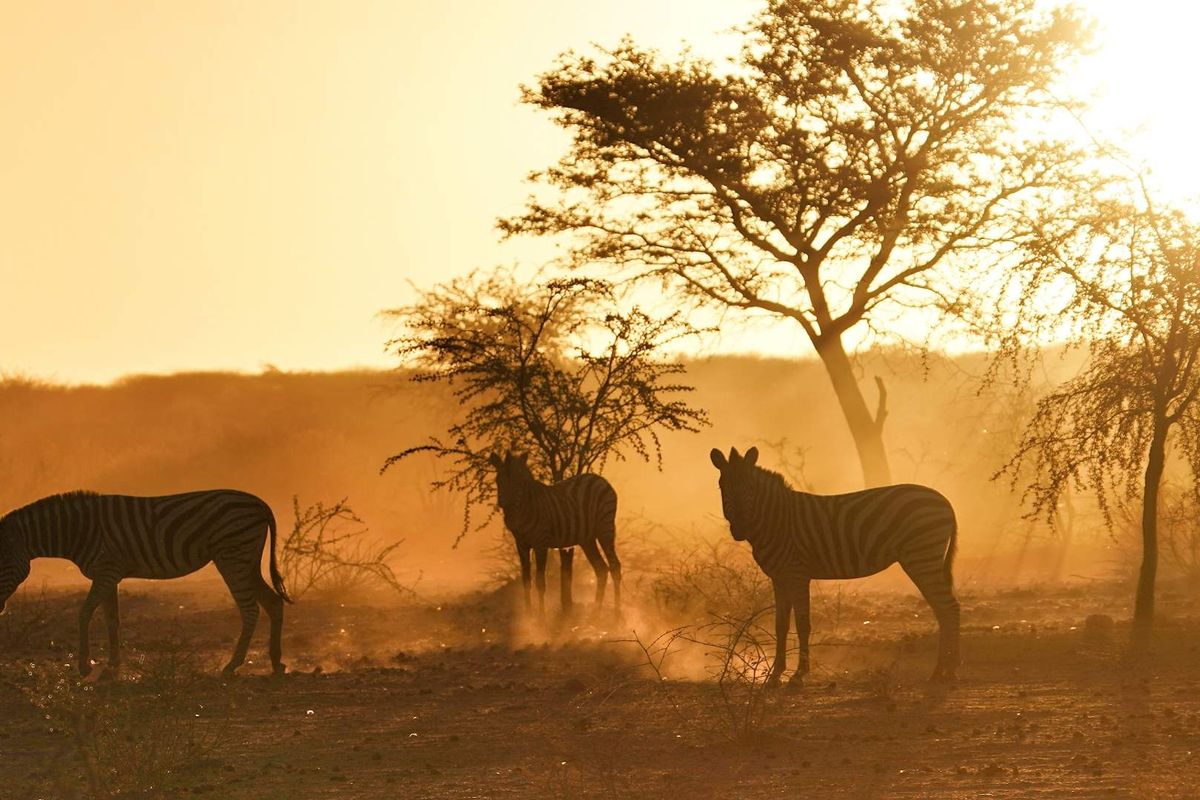 A scenic view of the agricultural land featuring natural vegetation and wildlife at sunset.