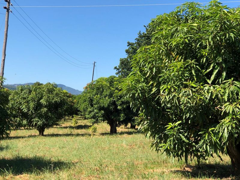 The Perfect Retreat: Farm Life Close to Tzaneen! - Photo 7