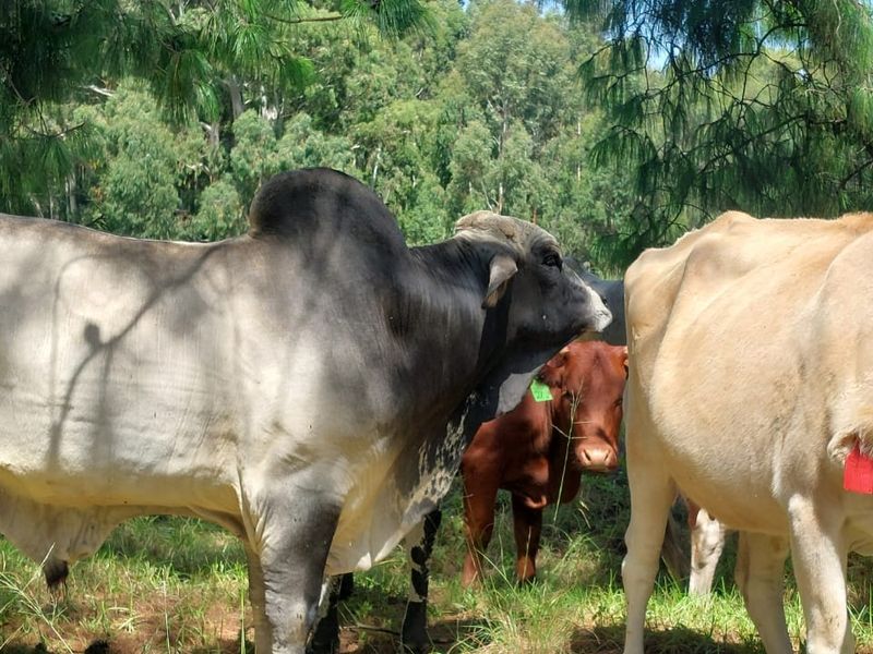 1489 Hectare of Prime Plantation and Mixed Farming for Sale in the Highlands of Belfast Mpumalanga - Photo 9