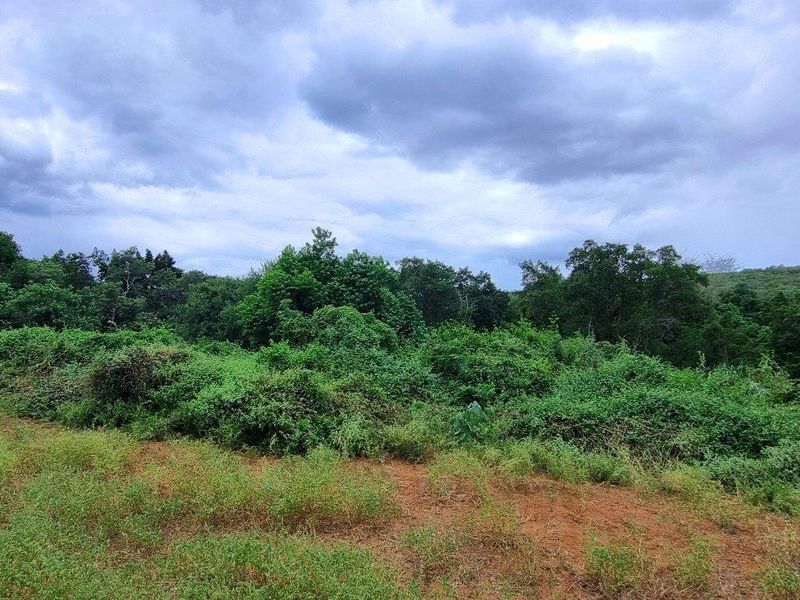 A view of a vacant residential plot featuring natural vegetation and open land, suitable for future development.