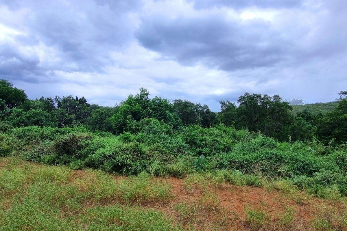A view of a vacant residential plot featuring natural vegetation and open land, suitable for future development.
