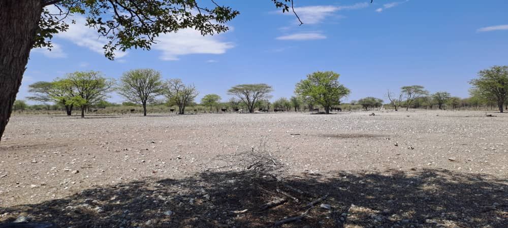 Landscape view with ostriches.