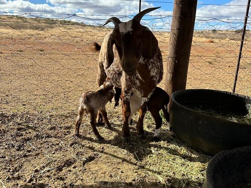 Kalahari LODGE and GAME FARM - Photo 7