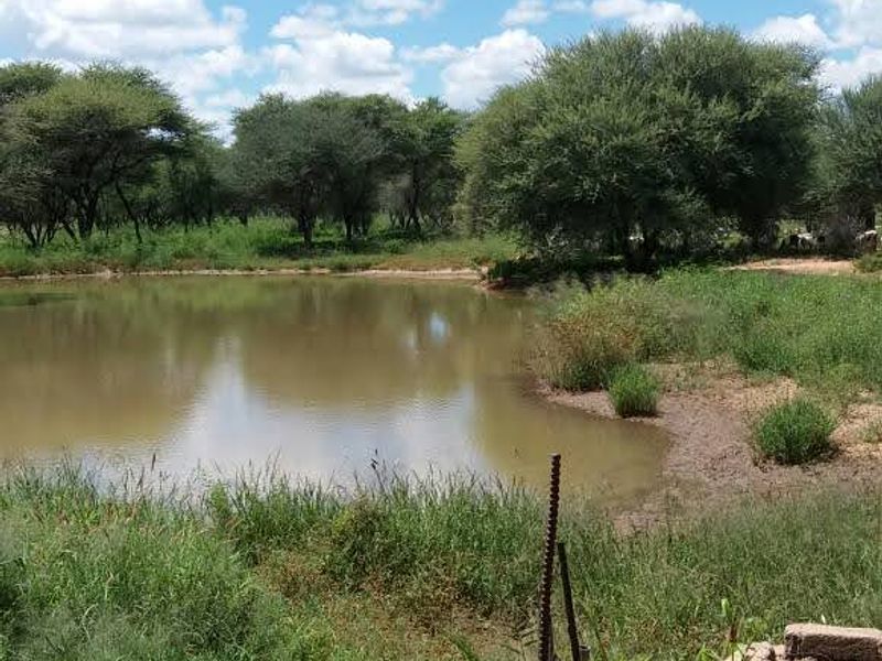 A scenic view of a natural farm pond surrounded by indigenous trees and native vegetation under a clear blue sky.