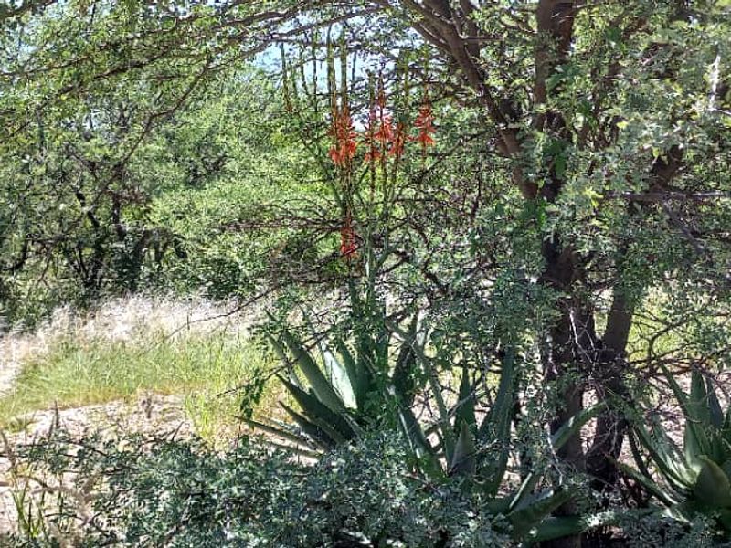 Plot for sale - Gobabis district - Photo 4