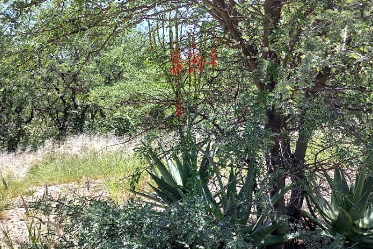 Plot for sale - Gobabis district - Photo 4