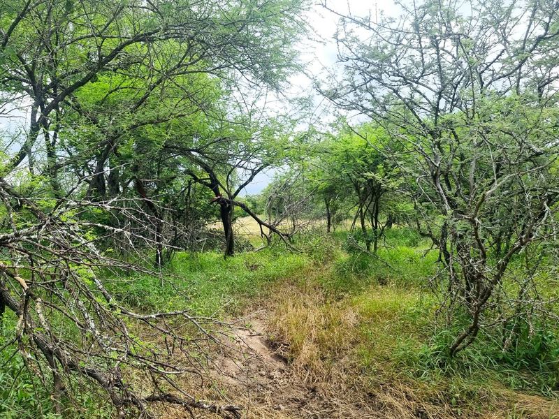 Well-Located, Riverfront Stand in Moditlo Wildlife Estate - Photo 3