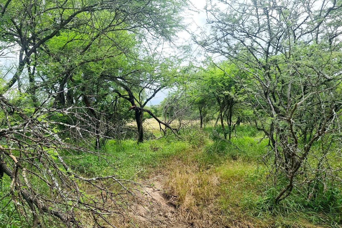 Well-Located, Riverfront Stand in Moditlo Wildlife Estate - Photo 3