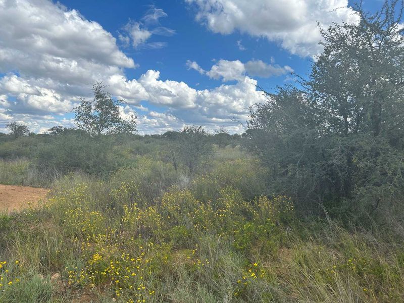 A view of the vacant residential land featuring natural vegetation, indigenous trees, and open landscape under a bright blue sky.