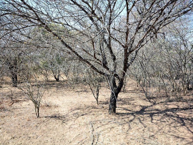 Vacant Land in MODITLO NATURE RESERVE - Photo 7