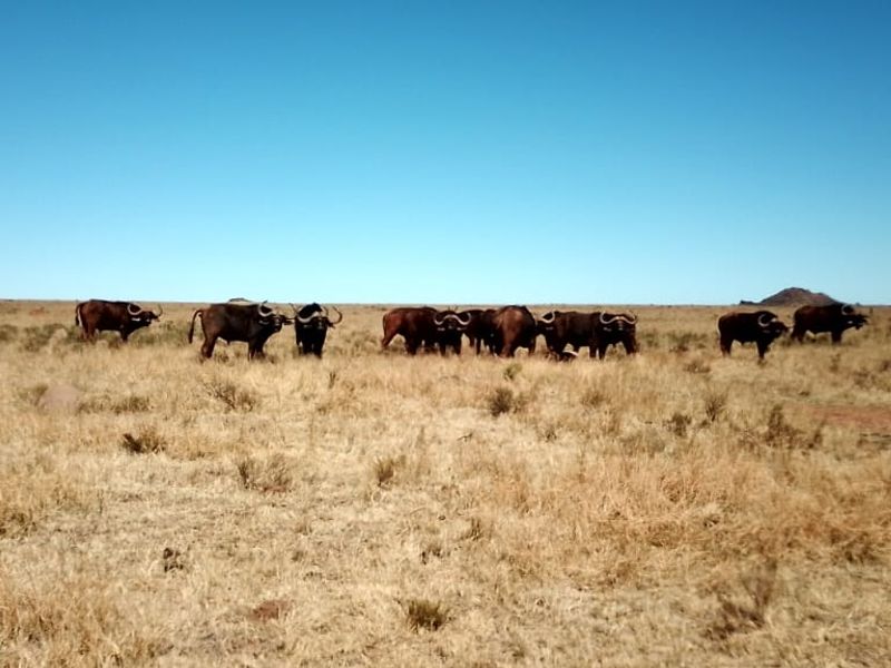 GAME AND CATTLE FARM.INEXHAUSTIBLE WATER.GAME FENCING WIRE.ALSO PLOWLANDS. - Photo 7