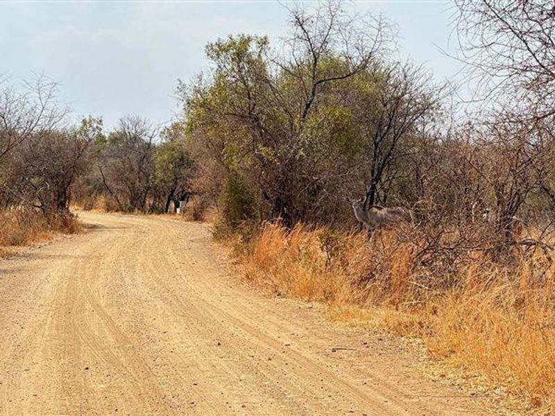 **A Rare Opportunity to Own a Piece of Paradise in Buffelsdrift Game Reserve** - Photo 5