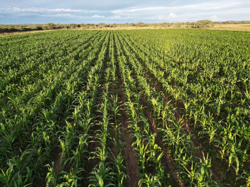 Farm for sale: Otjozondjupa - Namibia’s prime land - Photo 6