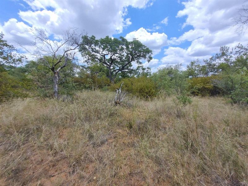 A view of the natural, undeveloped residential land featuring established indigenous trees and native vegetation.