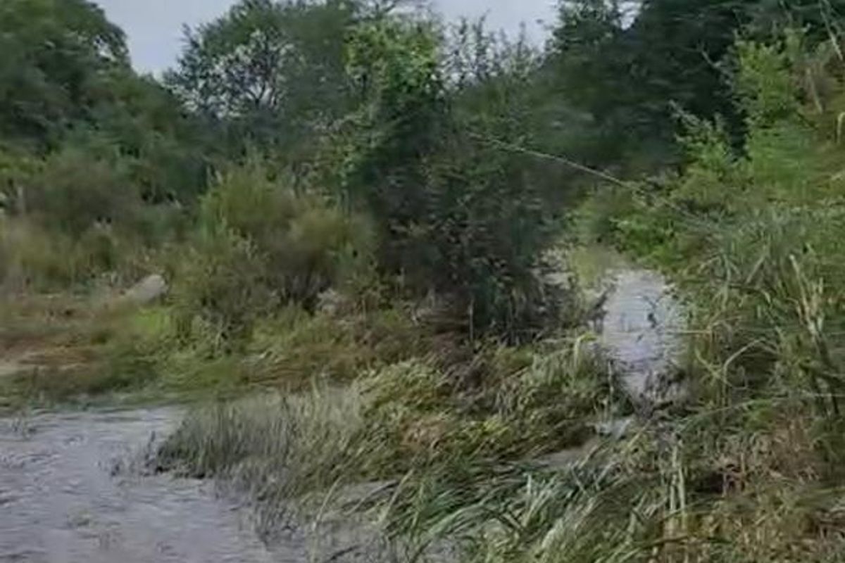 OFFERS WELCOME! Cattle Farm & Nature Retreat Rolled into One Rare Opportunity! - Photo 5