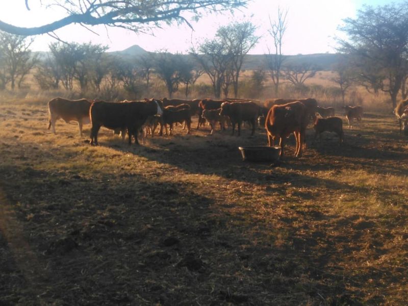 Agricultural Farm for sale - Photo 8