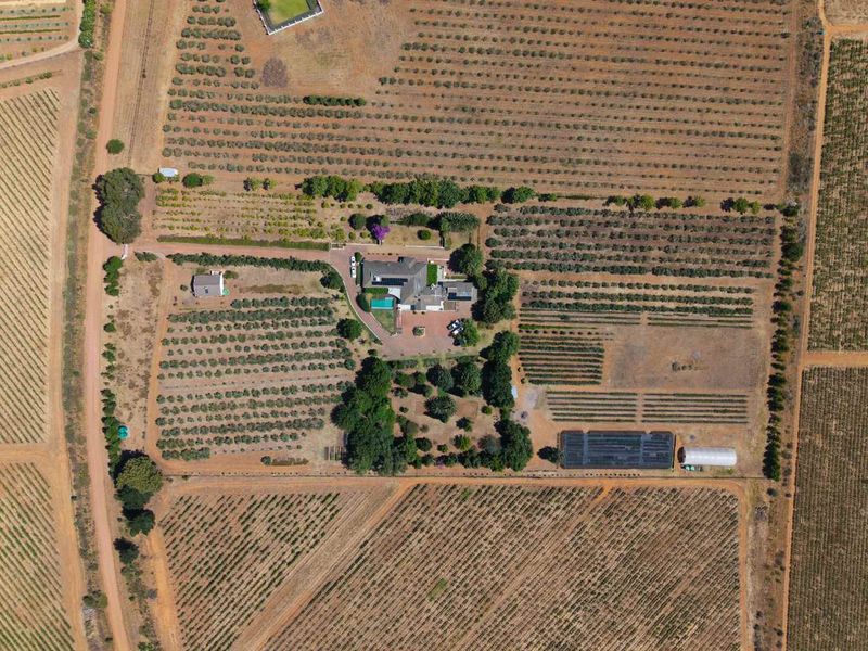 Life-style Olive Farm With Established Operations and Quality Infrastructure - Photo 5