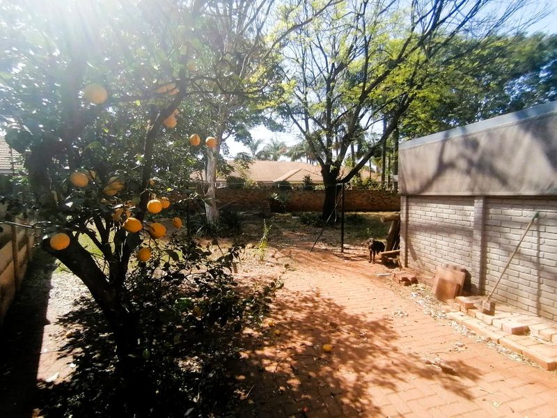 A private garden area featuring mature trees, a fruit tree, and a brick-paved pathway enclosed by a brick boundary wall.