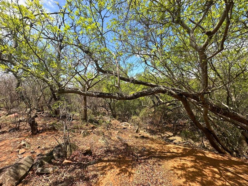 Elevated Stand with Views in Canyon Game Reserve. - Photo 3