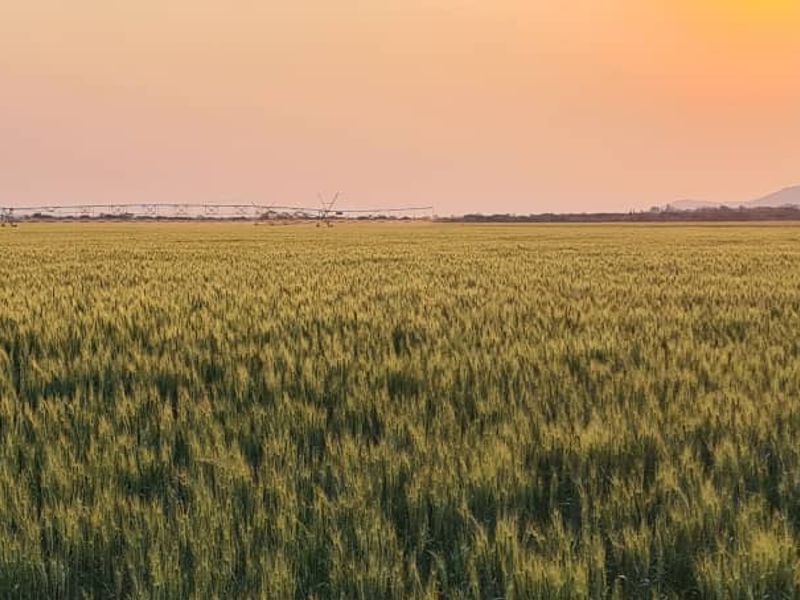 Expansive agricultural farmland featuring a center pivot irrigation system under a sunset sky.