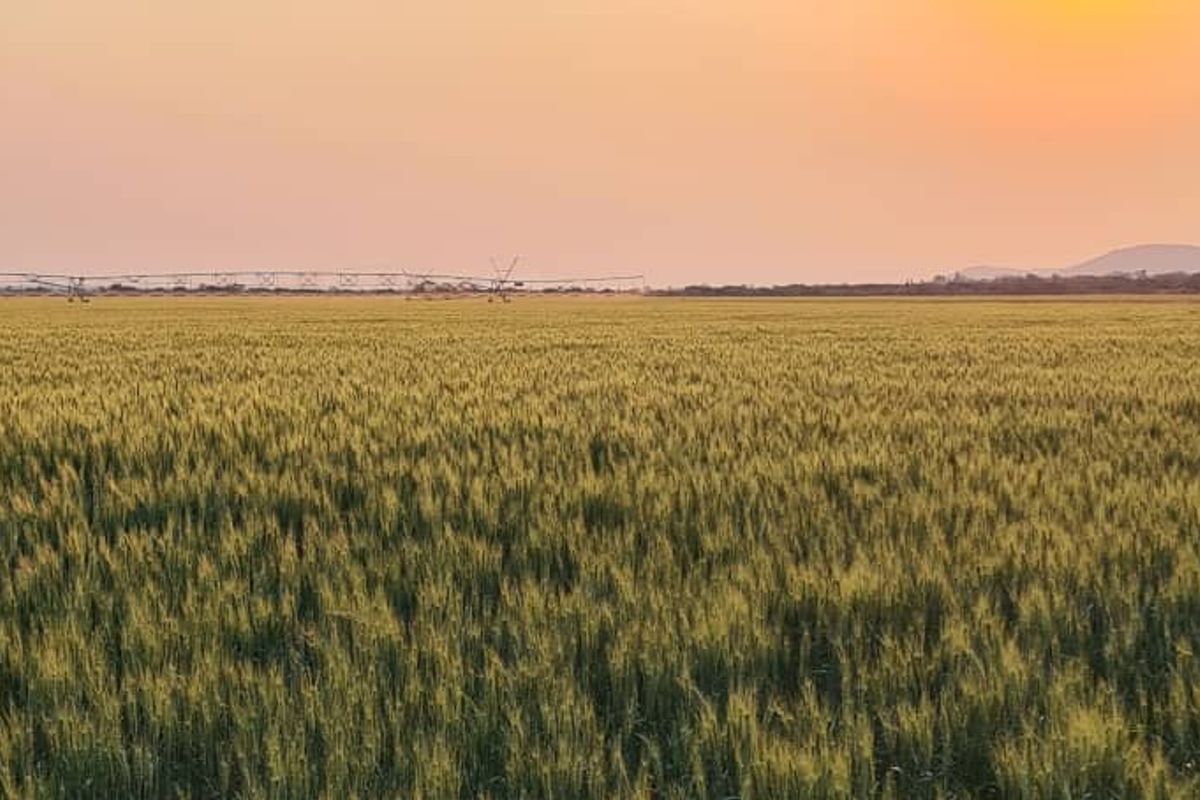 Expansive agricultural farmland featuring a center pivot irrigation system under a sunset sky.