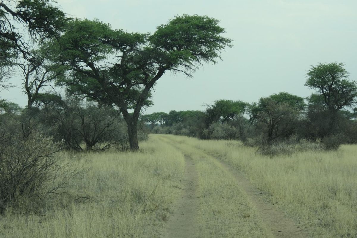 FARM FOR SALE  IN THE HOCHFELD AREA, NAMIBIA - Photo 2