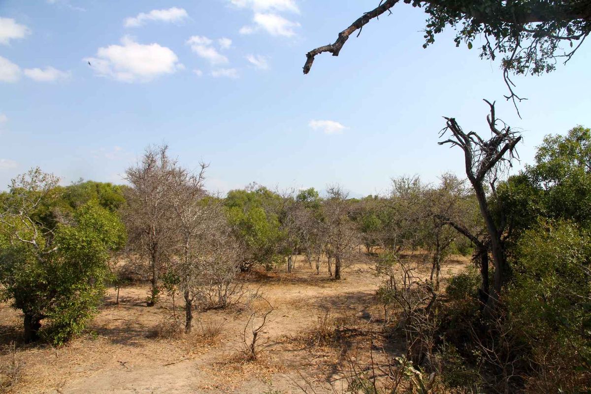 Vacant Land in MODITLO NATURE RESERVE - Photo 5