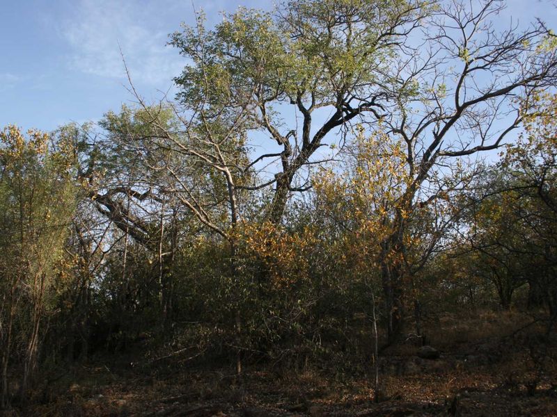 A view of the natural landscape featuring mature trees and established indigenous vegetation on the residential property.
