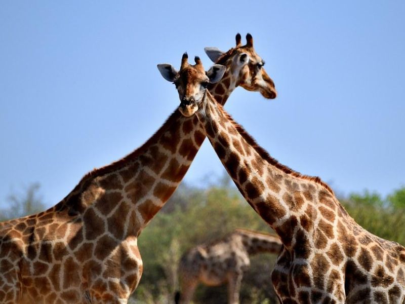 Own a Profitable Game farm in Scenic Grootfontein! - Photo 10