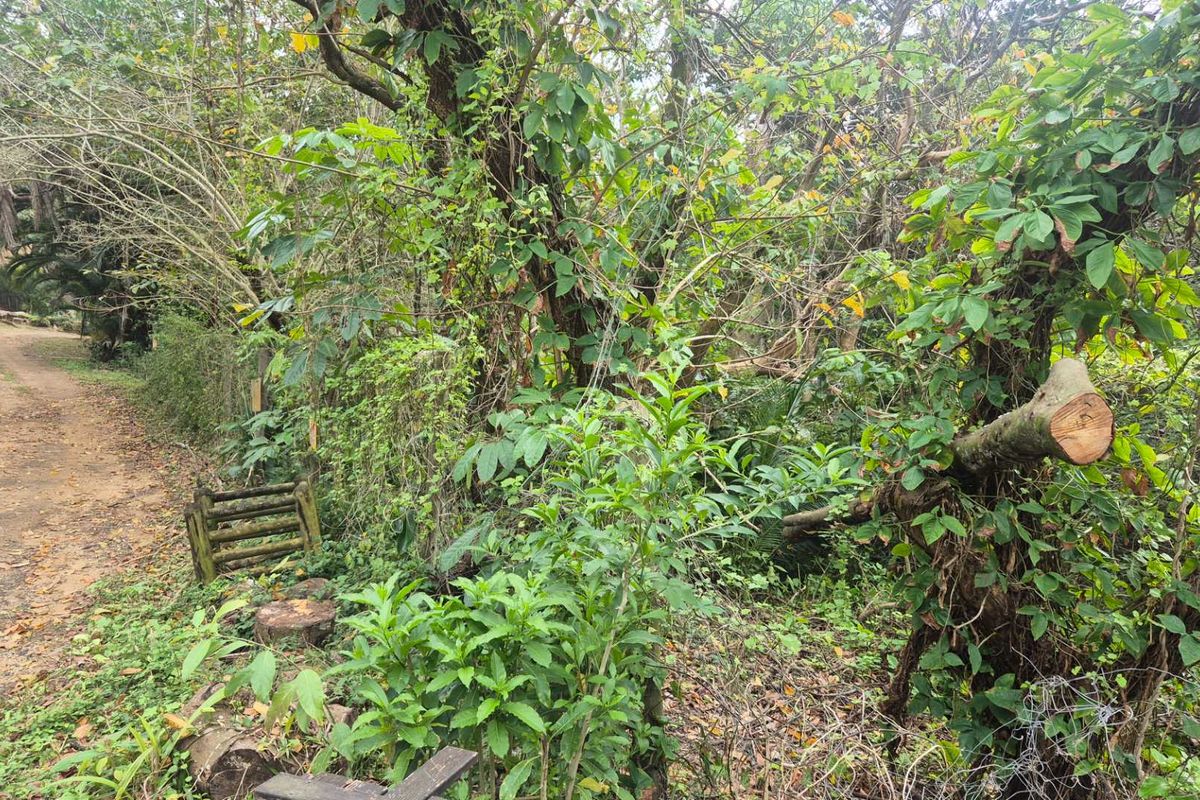 A view of a natural, wooded garden area featuring mature trees and a dirt path on a vacant residential plot.