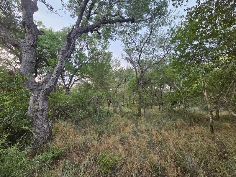 Vacant Land in MODITLO NATURE RESERVE - Photo 9