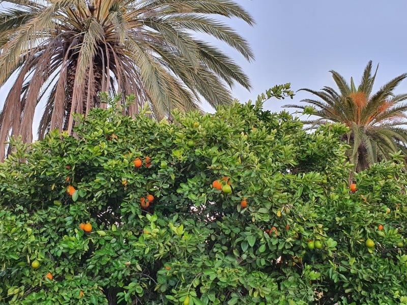 Farm for Sale – 5,500 ha in Otjizondjupa Region - Photo 2