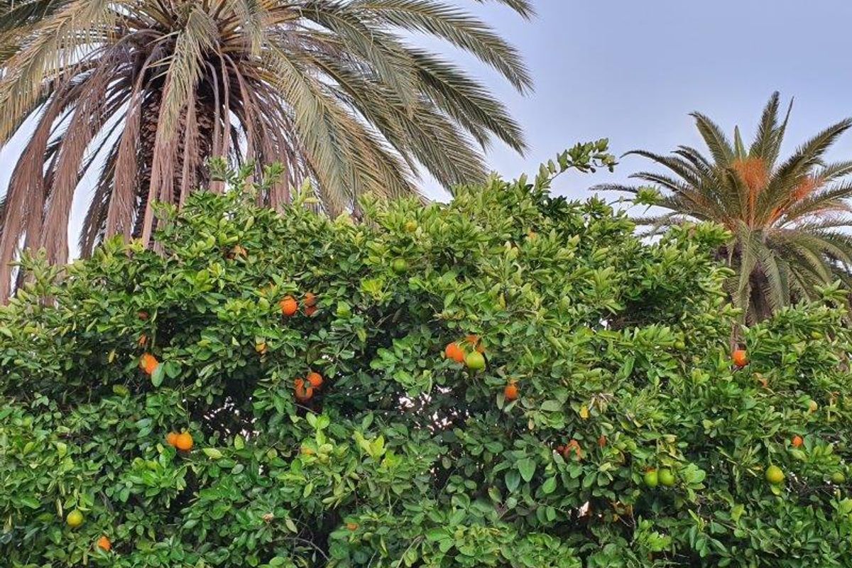 Farm for Sale – 5,500 ha in Otjizondjupa Region - Photo 2